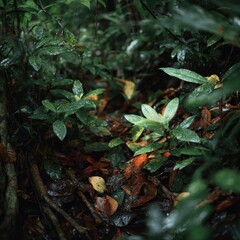 Naklejka premium The Intricate And Earthy Floor Of A Dense Jungle