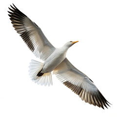 Majestic Seagull in Flight A Stunning Wildlife Photograph