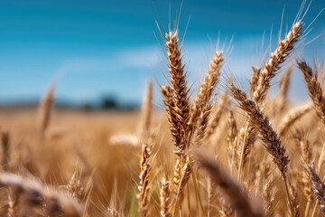Fototapeta premium Golden wheat stalks in a field under a vibrant blue sky, shallow depth of field focusing on the foreground