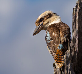 Kookaburra