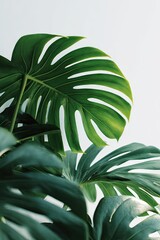 Lush, vibrant green monstera deliciosa leaves against a bright, minimalist white background; showcasing their intricate veining and texture