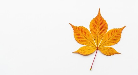 Fototapeta premium Beautiful Yellow Autumn Leaf on White Background Capturing the Essence of Fall Season