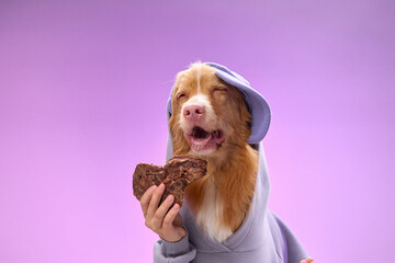 A Nova Scotia Duck Tolling Retriever in a lavender hoodie poses with a treat against a vibrant...