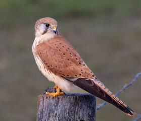 Kestrel with Lunch