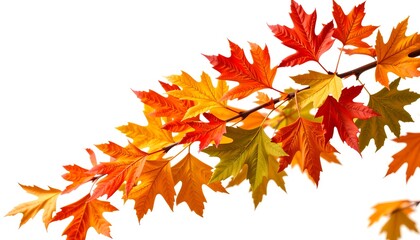 Fototapeta premium a vibrant branch adorned with autumn maple leaves against a crisp air. The leaves display a stunning gradient of red, orange, and yellow colors