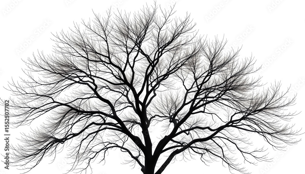 Poster a bare tree silhouette with intricate branches, against a stark background, evocative of starkness a