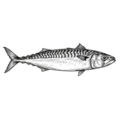 Illustration of Mackerel Fish On a Black Isolated Background