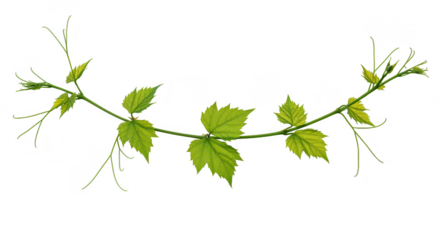 Illustration of Green Vine Branch with Leaves Isolated on Transparent
