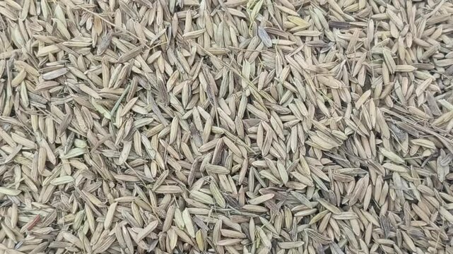 Close-Up Video of Paddy Grains Drying on Concrete Floor Under the Sun