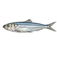 Illustration of Isolated Silver Sardine Fish on Transparent Background