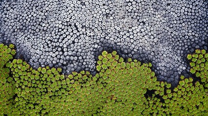 green and grey Andean plants