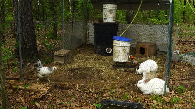 Young chicken temporary held together with rabbits in small enclosure placed next to woods - this hen was injured by other birds and now taking refuge