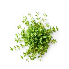 Obraz premium Overhead View of Lush Green Herb Plant on White Background