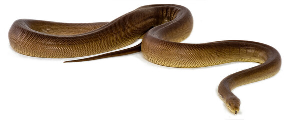 snake on white background