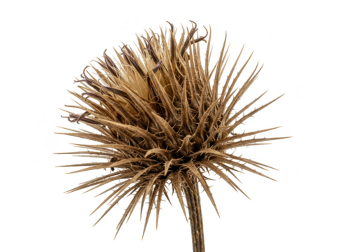 Isolated Dried Thistle Flower Nature Plant on Transparent Background