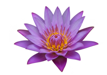 Isolated Background Of A Purple Lotus Flower Blossom Bloom In Nature