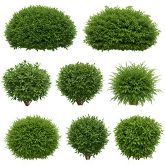 Isolated Bush Plants with Green Foliage on Transparent Background Image