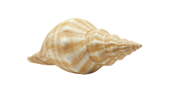 Isolated Conch Shell with Striped Texture Transparent PNG Background