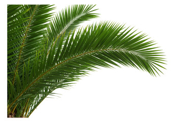 Fototapeta premium Isolated Illustration of Green Palm Leaf Branch on Transparent Backdrop