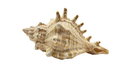 Obraz premium Isolated Seashell on Transparent Background Nature Still Life