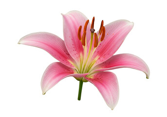 Naklejka premium Isolated Macro Photo of Pink Lily Flower Blossom with Transparent BG