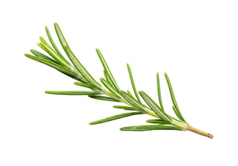 Fototapeta premium Isolated Sprig of Rosemary With Transparent Background Green Aromatic Herb