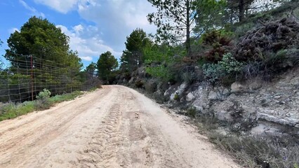 Enjoy a peaceful walk on a dirt road lined with majestic trees, perfect for outdoor adventures and exploration