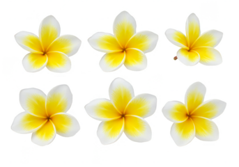 Isolated Illustration of Six White and Yellow Tropical Frangipani Flowers