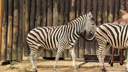 Watch these beautiful zebras interacting in their natural habitat, showcasing vivid stripes and behavior.