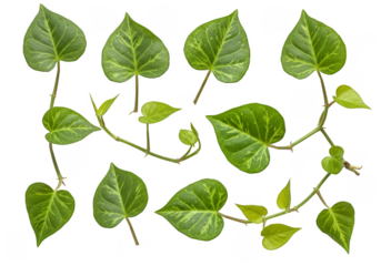 Isolated Transparent Background Of Green Ivy Leaf Plant Branch Vine