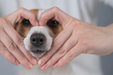 Owner holds her hands in the shape of a heart near the face of her Jack Russell Terrier. 