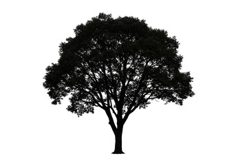 Isolated Tree Silhouette Illustration Black Background Transparent Foliage