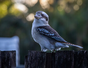 Fototapeta premium A Laughing Kookaburra perched on a wooden fence