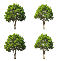 Obraz premium Isolated Tree With Lush Green Foliage On Transparent Background