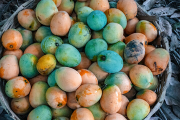 Freshly harvested ripe mangoes in a basket placed outdoors under natural sunlight