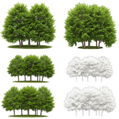 Realistic Illustration Trees Group With Green Foliage in Transparent Background