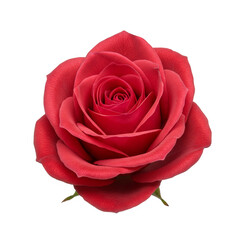 Red Rose Blossom Bloom with Transparent Background Floral Design Cutout
