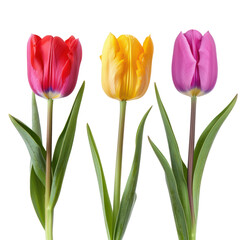 Naklejka premium Three tulips with red, yellow, and purple petals on a transparent background
