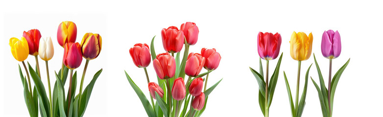 Naklejka premium Three colorful tulip bouquets on a transparent background