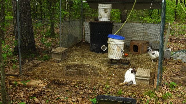 Young hen held temporary in rabbit enclosure after being bulled be her companions and now taking refuge living together with two bunnies 