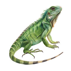 Obraz premium Detailed Green Iguana Watercolor Illustration on Transparent Background