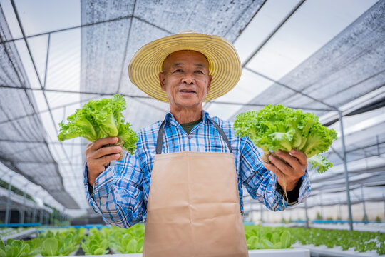 Elderly farmer carefully inspecting fresh green lettuce plant in modern hydroponic greenhouse agricultural emphasize in farming technology offering a glimpse into the future of agriculture - Powered by Adobe
