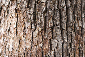 Obraz premium Rough tree bark with deep cracks and natural textures.