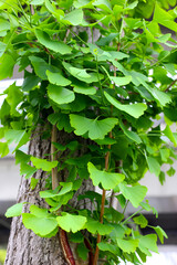 Green leaves of ginkgo tree