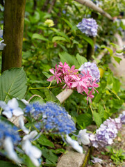 庭園に咲く赤い紫陽花