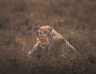 cheetah mom and her cub in serengeti savannah with moody light © tony