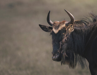 wildebeest portrait in serengeti savannah with moody light
