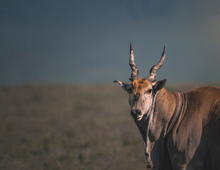 a kudu antelope in serengeti savannah with moody light