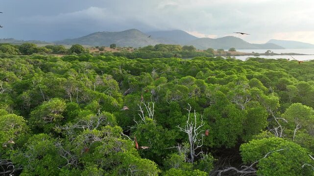 Sunda fruit bats, Acerodon mackloti, fly over an extensive mangrove forest on an island near Flores where their colony roosts. These large bats are considered a vulnerable species by the IUCN.