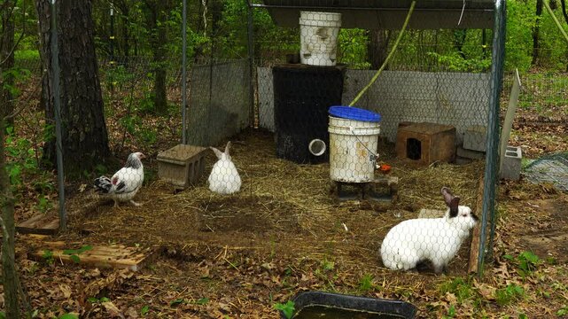 Time lapse of young chicken temporary held together with rabbits in small enclosure placed next to woods - this hen was injured by other birds and now taking refuge